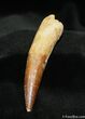 Awesome / Inch Rooted Spinosaurus Tooth #738-1